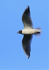 Black-headed Gull